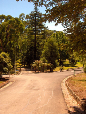 A small example of the legacy of the 1920s tree planting in the park, 2010