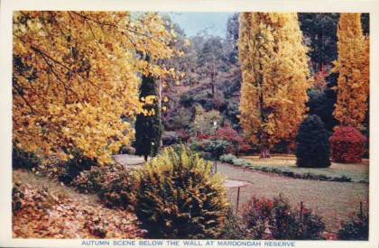 ‘Autumn scene below the [dam] wall at Maroondah’, circa 1955.