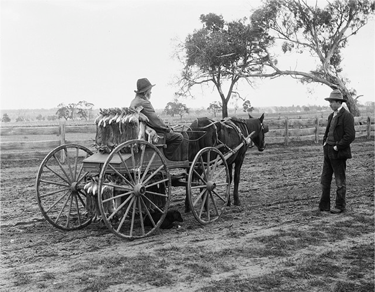 photo of thomas with rabbits hanging from the back of his cart