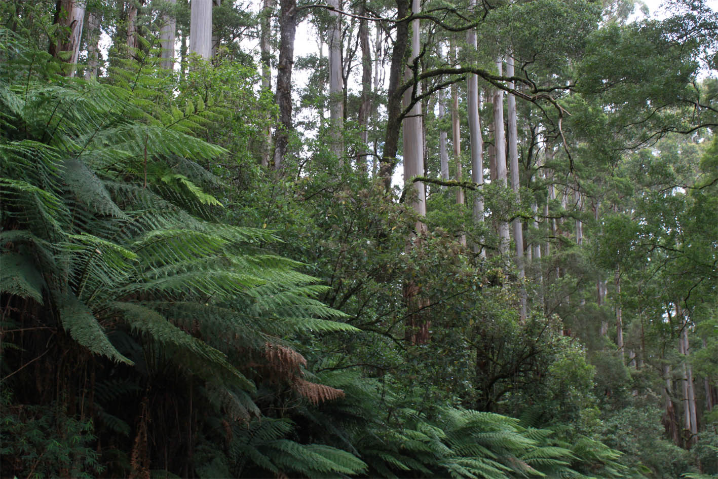 green forest