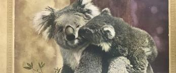 photo of a book cover featuring photo of koalas